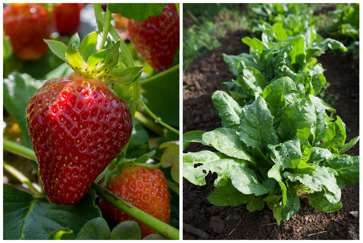 Strawberries and spinach